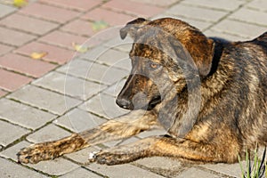 Brown hairy, cute dog, mongrel is sitting on the sidewalk, close-up