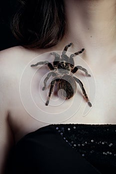 Brown hairy fluffy tarantula spider sitting on girl`s collarbone close up top view