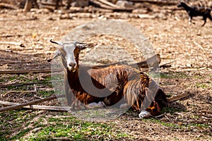 Brown hairy goat Capra aegagrus hircus lying on the grass with dry palm branches around, UAE