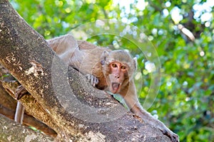 Brown hairy monkey climbing a tree with roaring