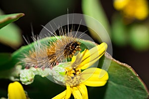 Brown Hairy Tiger Moth caterpillar eating a yellow flower