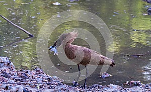 Brown hamerkop with caught fish. Grumeti River, Serengeti, Tanzania