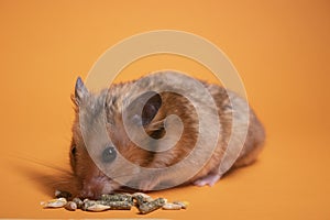 Brown hamster mouse eating food for rodents isolated on orange background. pet, pest