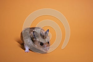 Brown hamster mouse isolated on orange background. pet, pest