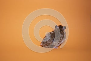 Brown hamster mouse isolated on orange background. pet, pest