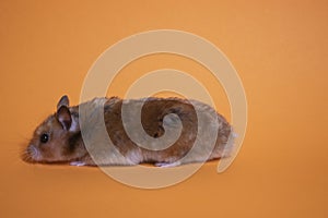 Brown hamster mouse isolated on orange background. pet, pest