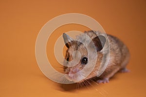 Brown hamster mouse isolated on orange background. pet, pest