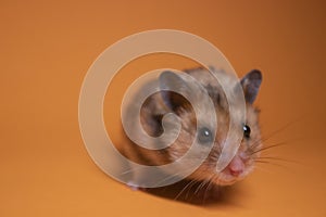 Brown hamster mouse isolated on orange background. pet, pest