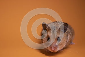 Brown hamster mouse isolated on orange background. pet, pest