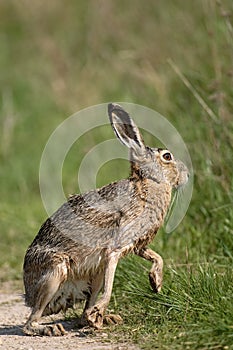 Brown hare