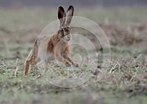 Brown Hare