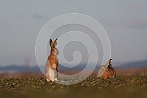 Brown hare