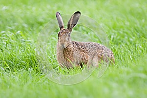 Brown Hare photo