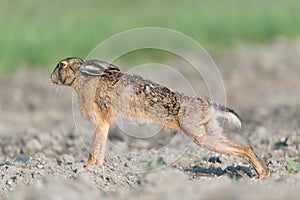 Brown hare