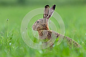 Brown hare