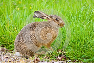 Brown Hare