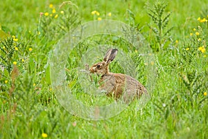 Brown Hare