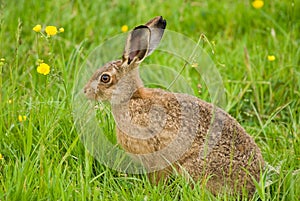 Brown Hare