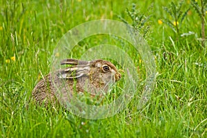 Brown Hare