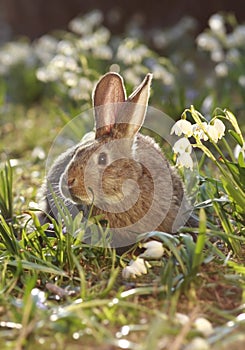 Brown hare