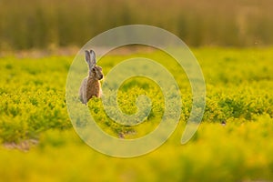 Brown Hare in Carrot Crop