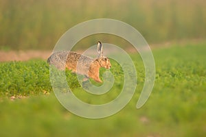 Brown Hare in Carrot Crop