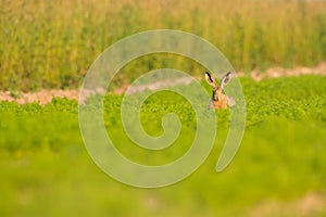 Brown Hare in Carrot Crop