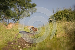 Brown Hare chasing in grass at high speed (Lepus europaeus)