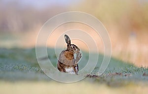 Brown hare cleaning it's toes