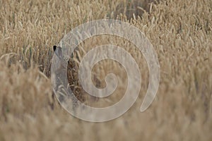 Brown hare