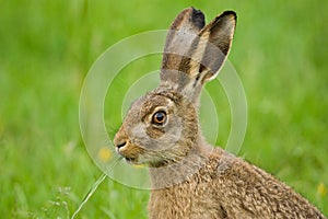 Brown Hare eating grass