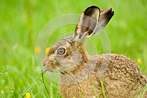 Brown Hare eating grass