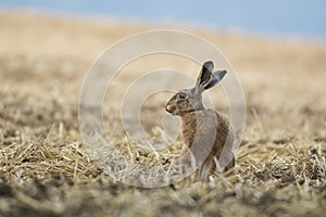 Brown hare in the field, Slovakia