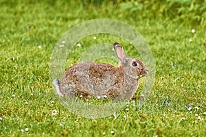Brown Hare on Grass
