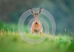 Brown Hare in the Grass