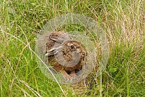 Brown Hare in its form