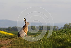 Brown hare (lepus europaeus) photo