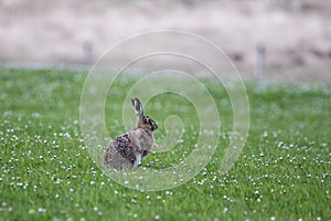 Brown Hare & x28;Lepus europaeus& x29; alert and sitting in a daisy covere