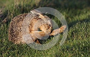 Brown Hare Lepus europaeus cleaning its leg.