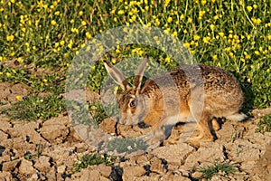 A Brown Hare, Lepus europaeus in a field with a buttercup background.