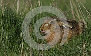 A Brown Hare, Lepus europaeus poking out its tongue in a field of grass.