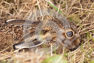 Brown Hare (Leveret)