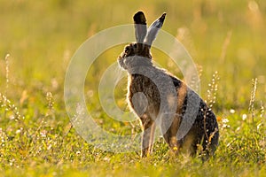 Brown hare looking away on grassland in summer sunset