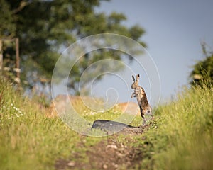 Brown Hare on path, in full leap, wet from bathing in puddle (Lepus europaeus)