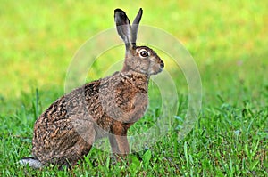 Brown hare