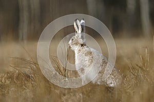 Brown hare portrait