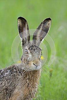 Brown hare portrait