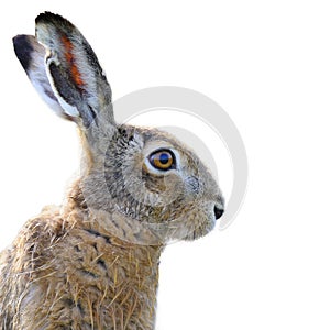 Brown hare portrait