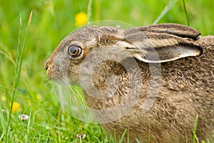 Brown Hare portrait