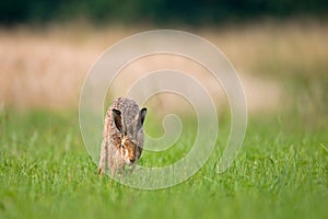 Brown hare running in a field